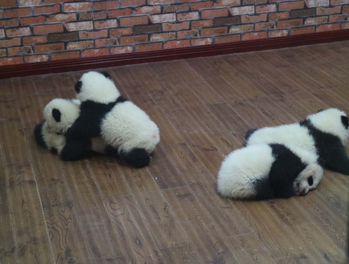 Chengdu Panda Research Station visit - group hug?