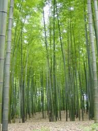 Bamboo sea 1