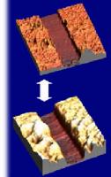 (Brush heights of a polyelectrolyte comb measured shown in AFM pictures.)